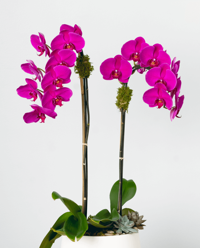 Scotts Flowers orchids